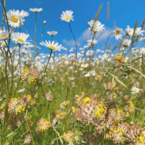 AB8: Wildflower Enhanced Field Margin