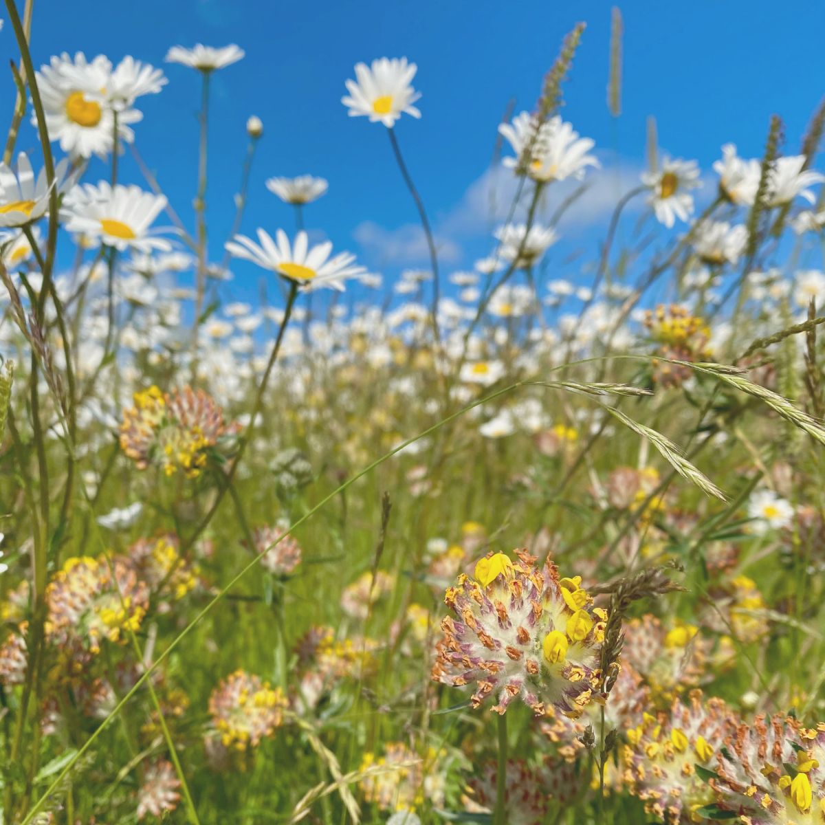 How To Sow A Mini Meadow - Kent Wildflower Seeds