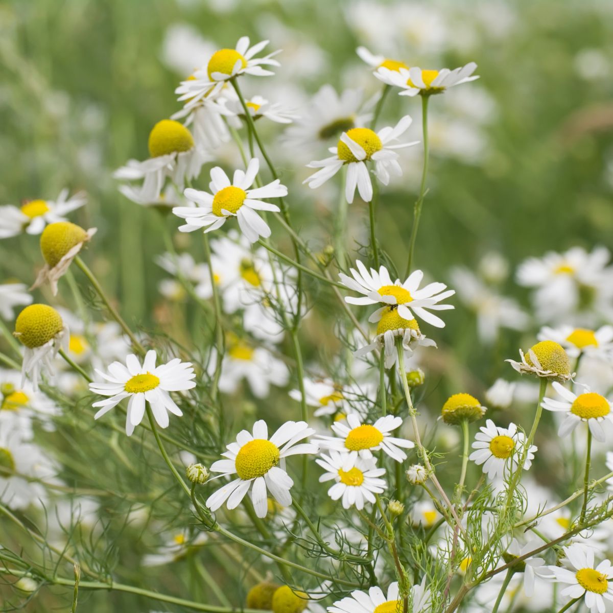 Scented mayweed wildflower - Kent Wildflower Seeds
