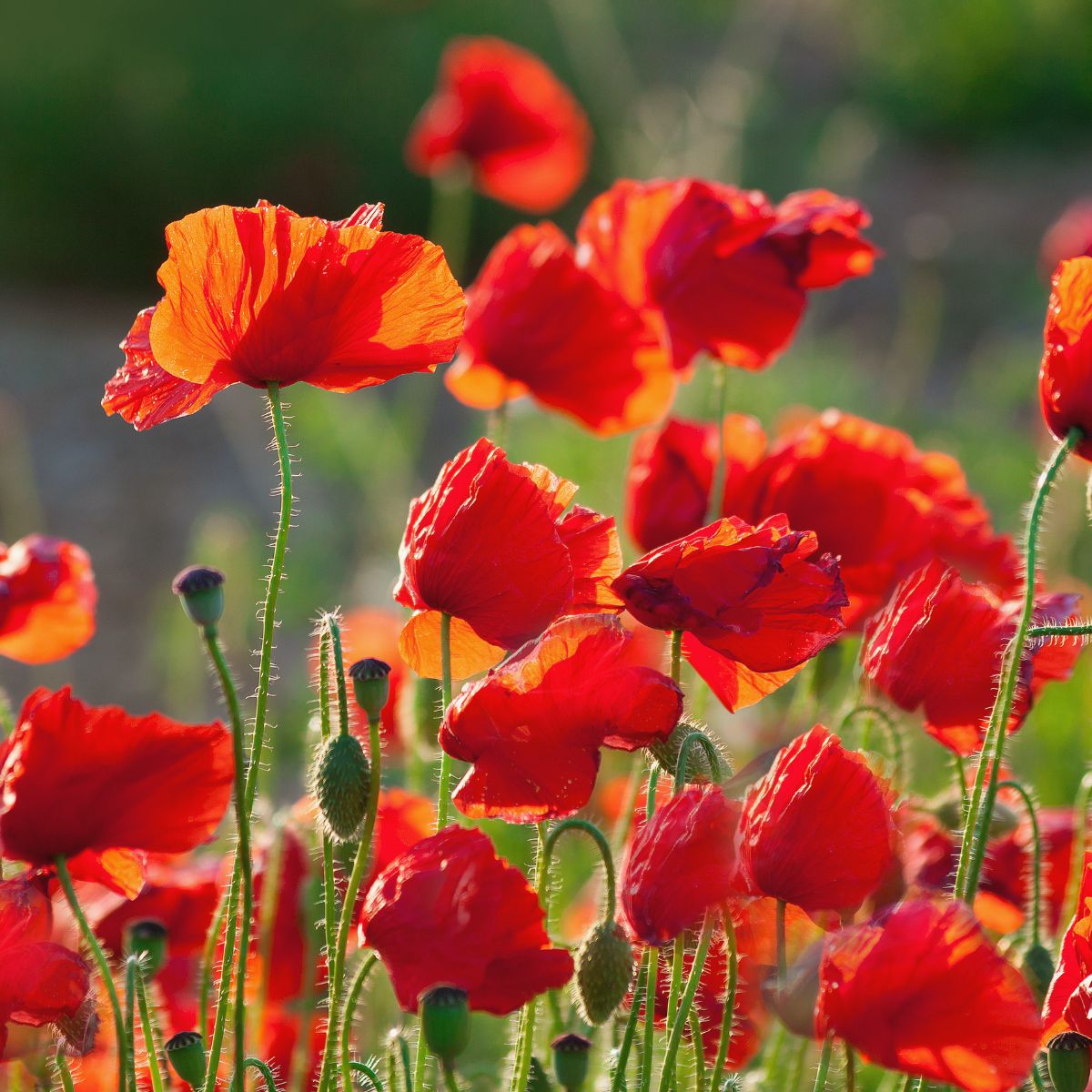 Corn poppy wildflower seed - Kent Wildflower Seeds