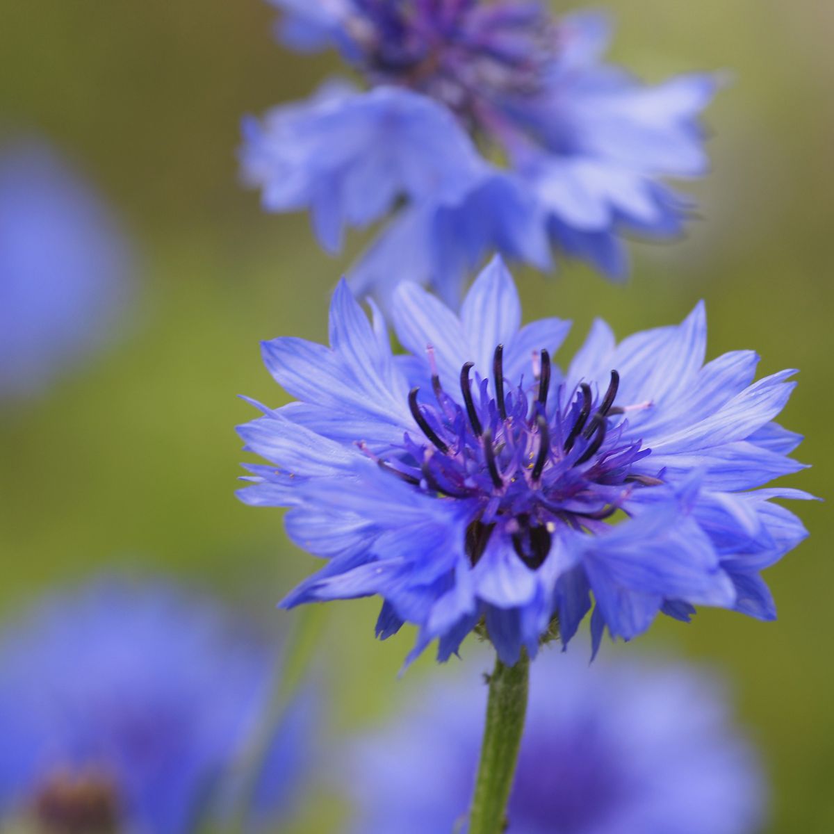 Cornflower wildflower seed - Kent Wildflower Seeds