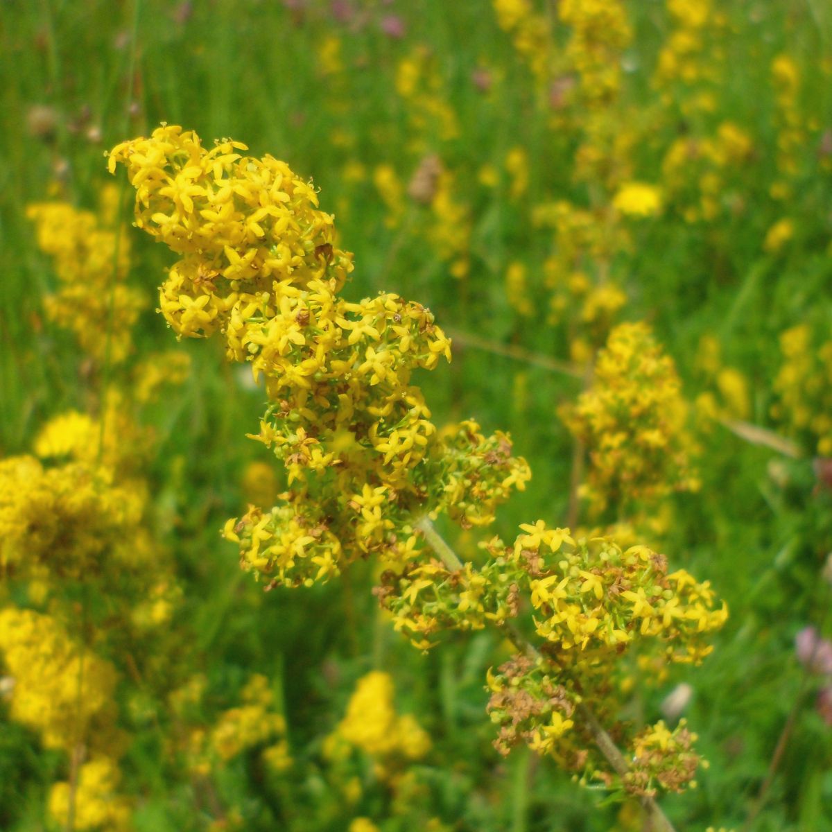 Lady's bedstraw wildflower seed - Kent Wildflower Seeds